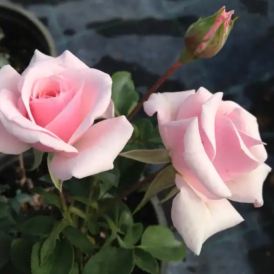 Trandafiri tufă - Trandafiri - Felberg's Rosa Druschki - 